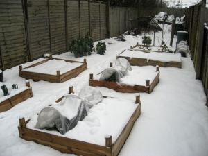 Raised beds in the snow