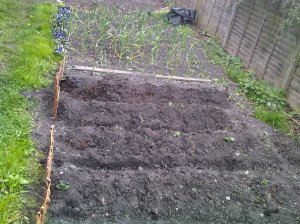 Earthed up first early potatoes