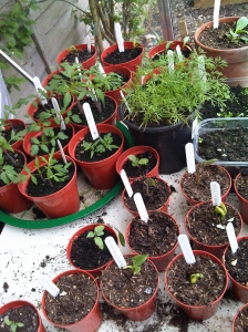 Our seedlings potted on