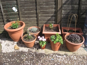 New pots for the patio area