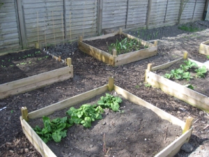 Our raised beds in March