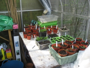 Greenhouse sowings