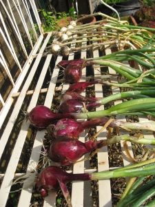 Harvested onions drying in the sun