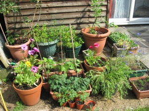 Patio pots doing well - can just see tomatoes & carrots