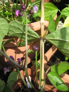 First flowers on our purple french beans