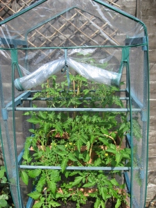 Tomatoes in mini greenhouse