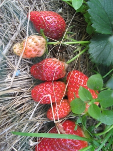 Lovely Strawberries