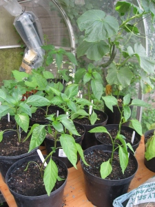 Greenhouse Veg - Peppers & Cucumbers