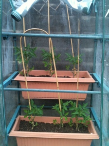 Tomatoes in their little greenhouse on the patio
